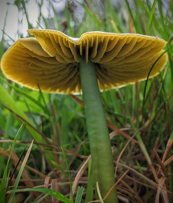Plantlife Fungi