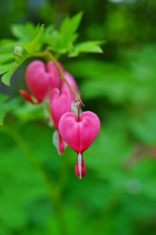 Valentine's Plants