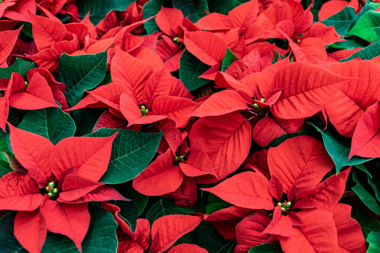 Plants of Christmas